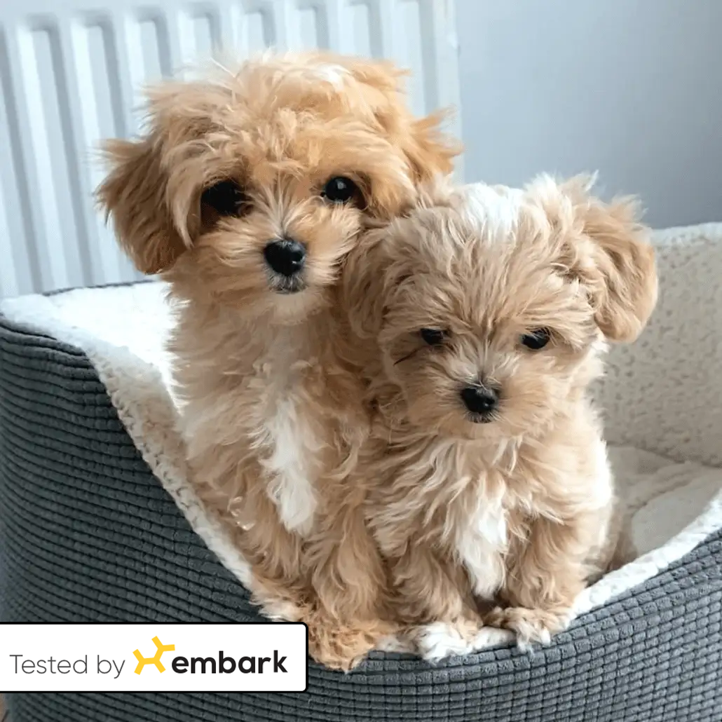 Maltipoo