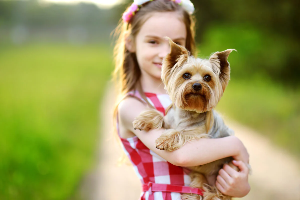 Maltipoo