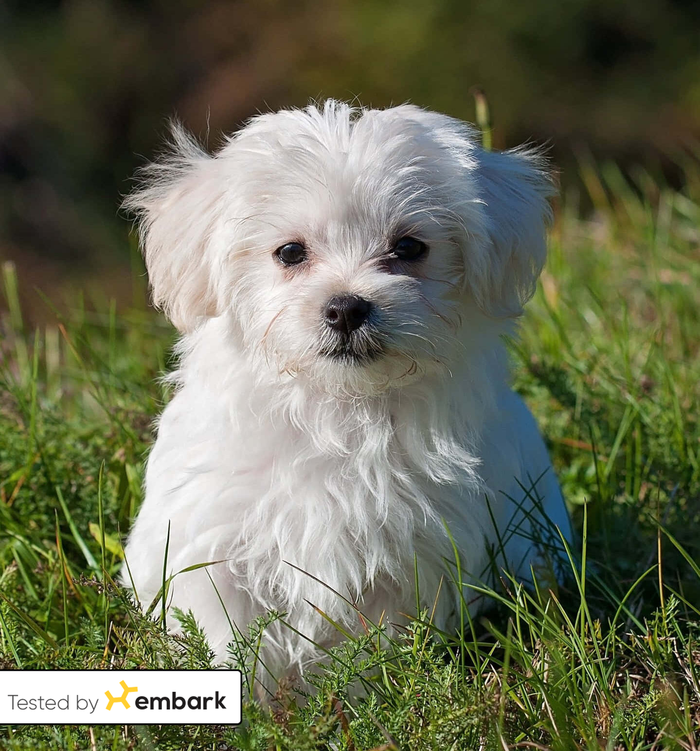 Maltese