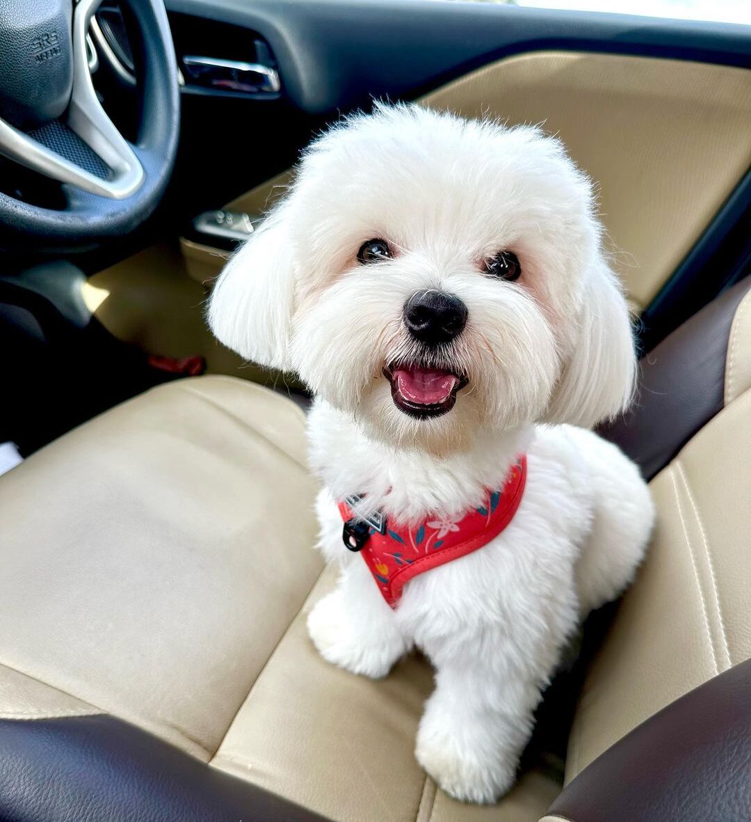 Maltipoo