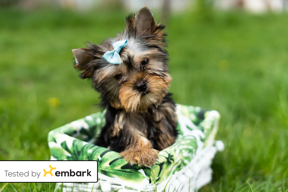 yorkie