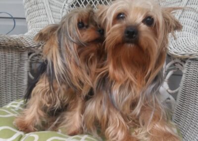 yorkie in chair