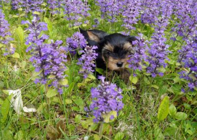 yorkie in purple