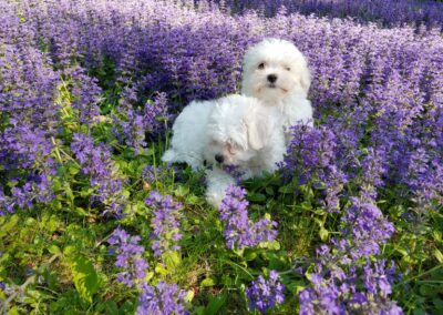puppy in purple