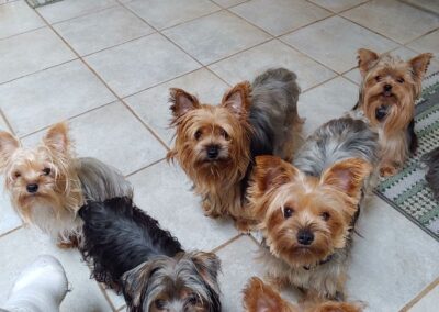 yorkie puppies