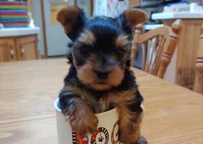 yorkie in cup