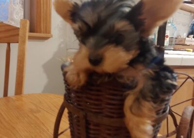 rosewood puppy