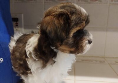 rosewood puppy