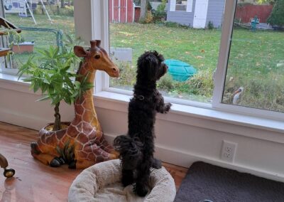 puppy looking outside