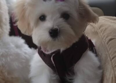 rosewood puppy