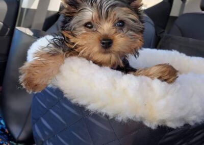 rosewood puppy
