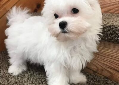 rosewood puppy
