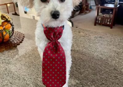 dog with tie