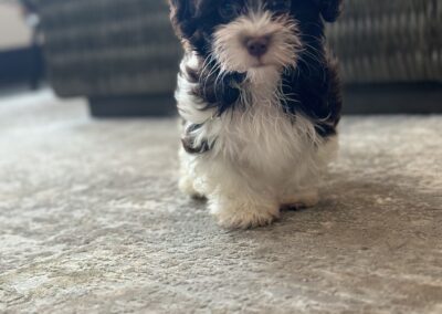 rosewood puppy