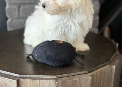 puppy on table