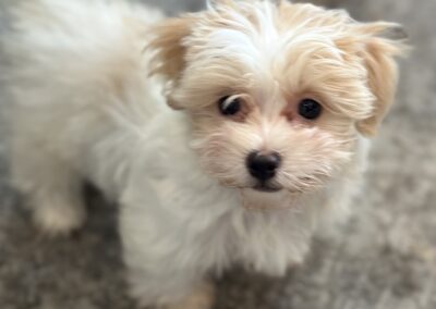 rosewood puppy
