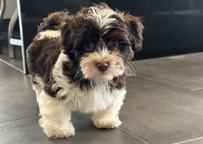 rosewood puppy