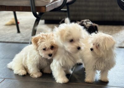 rosewood puppy