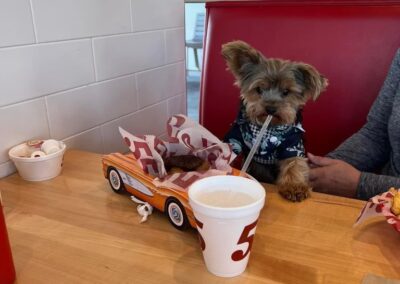 yorkie puppy