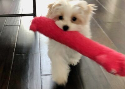 rosewood puppy