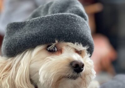 rosewood puppy