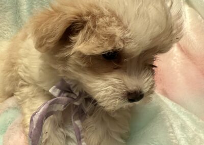 rosewood puppy