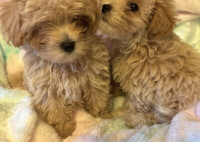 rosewood puppy