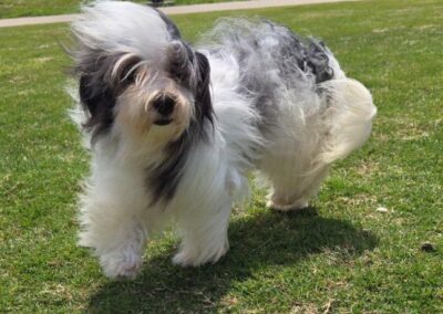 rosewood puppy
