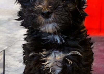 rosewood puppy