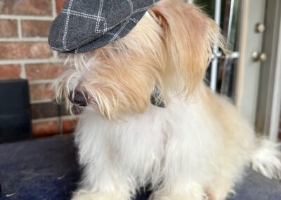 dog with hat