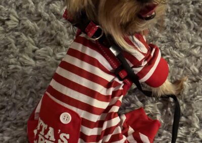 yorkie shirt on