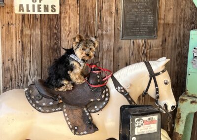 yorkie on horse
