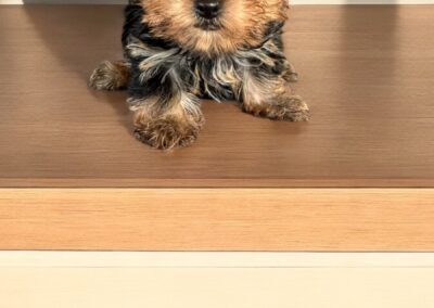 yorkie puppy