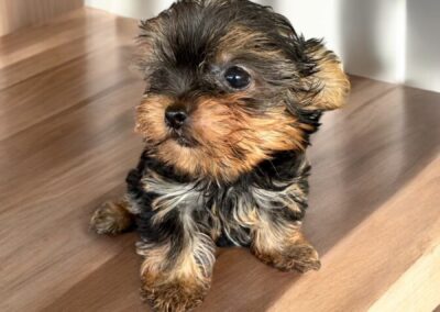 yorkie puppy