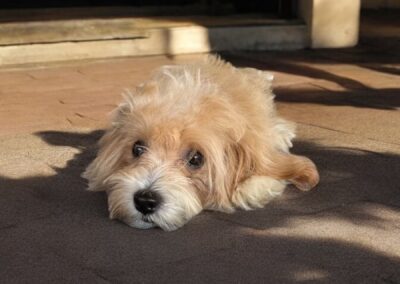 puppy laying on floor