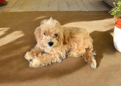 rosewood puppy