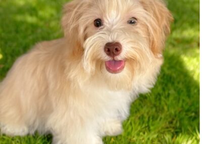 puppy with bow